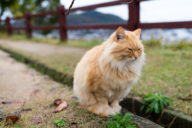 Street cat at park