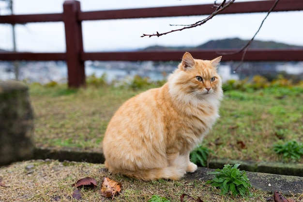 Уличный кот в парке