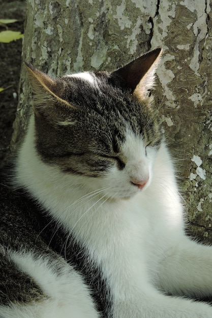 Street cat portrait