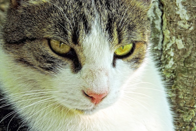 Street cat portrait