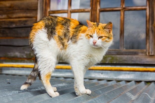 村の屋根の上の通りの猫