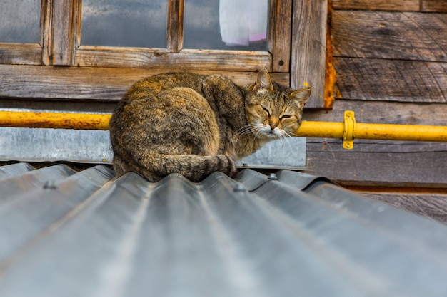 Gatto di strada su un tetto nel villaggio