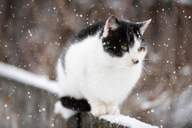 A street cat sits on a branch on a winter day and waits for someone to feed him