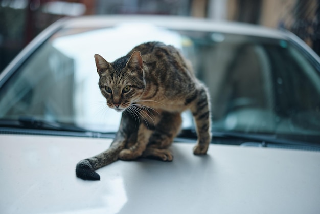 Street cat sits on a car on the street and licks wool animal shelter