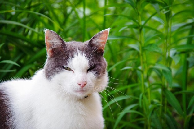 草の中に座っている通りの猫