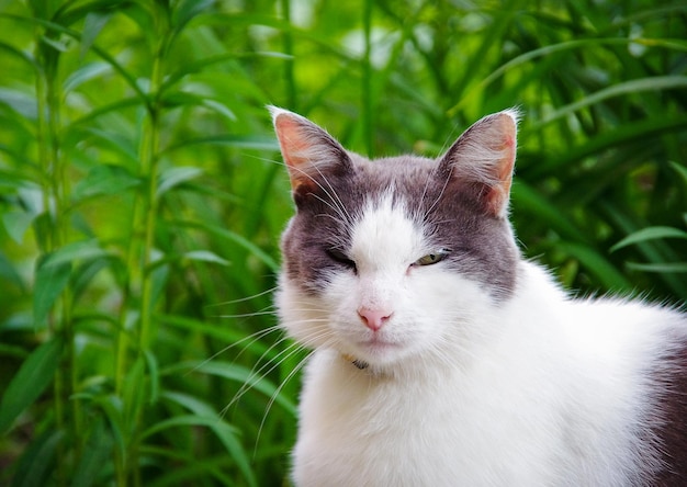 草の中に座っている通りの猫