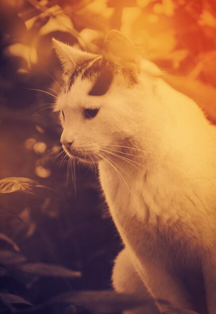 Street cat sitting in the grass