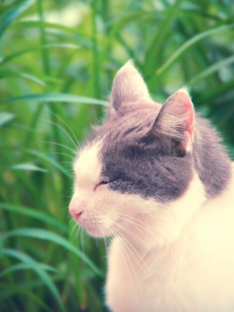 草の中に座っている通りの猫