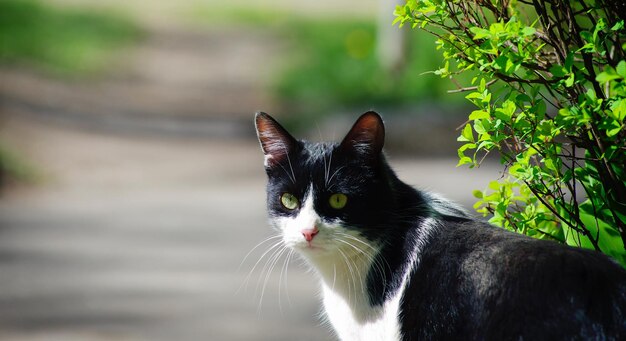 座っている通りの猫