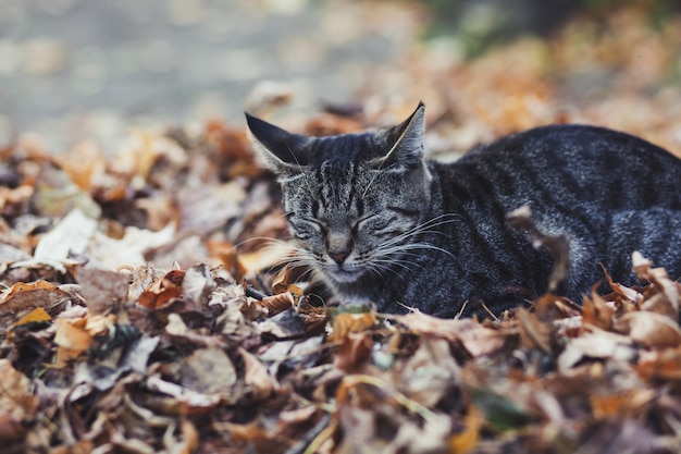 Уличный кот спит