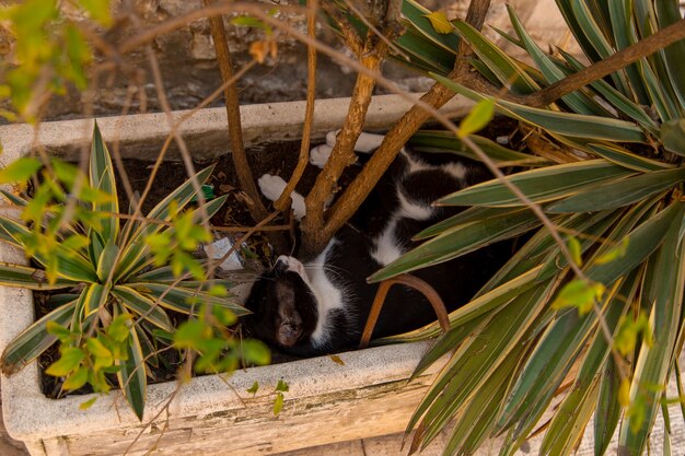 Photo a street cat sleeps in a flower bed, escapes from the heat.