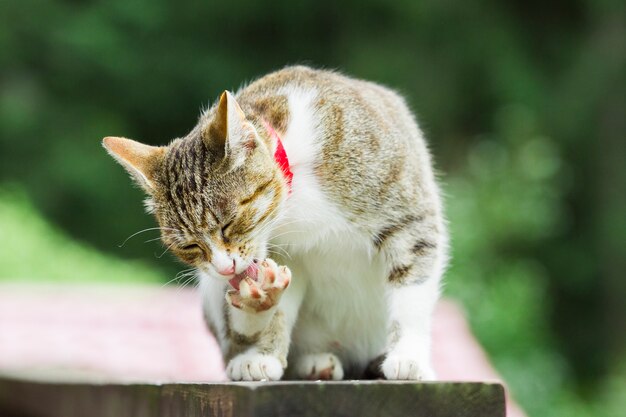 Street cat washes paws. White striped cat