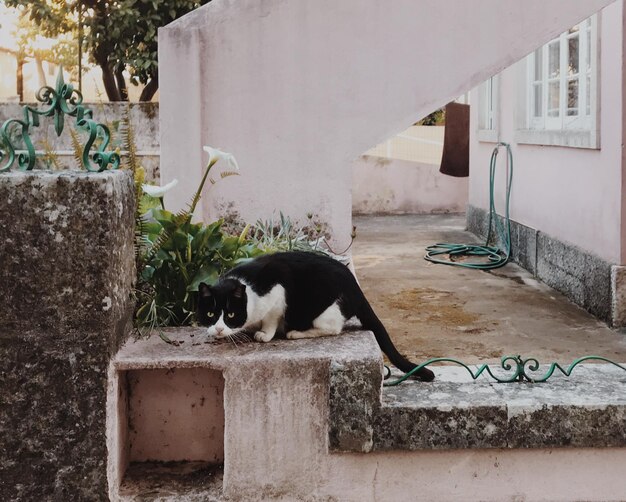 Street cat