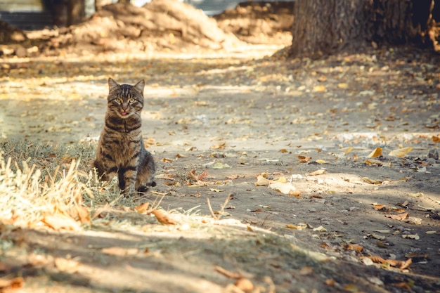 ストリート猫