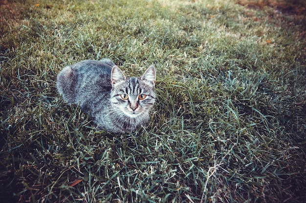 Street cat