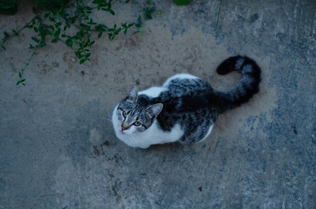 Street cat