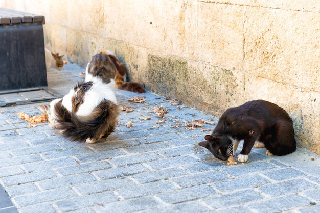 Street cats feed eat food