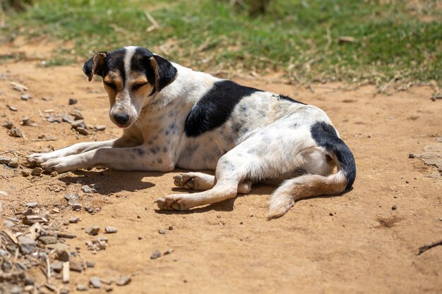 A street dog on the island of Madagascar