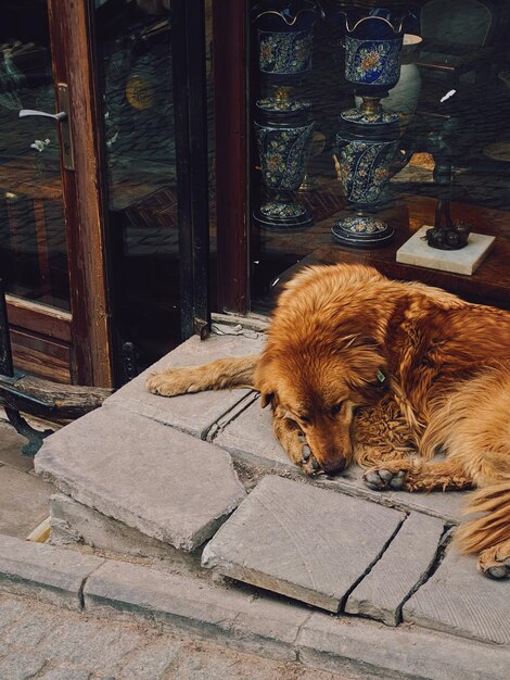 Foto un cane di strada giace accanto a un negozio di souvenir nella parte storica della città