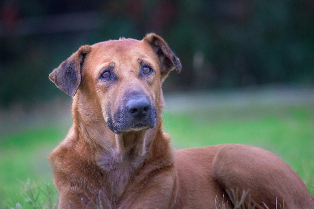 A street dog in the public garden in India