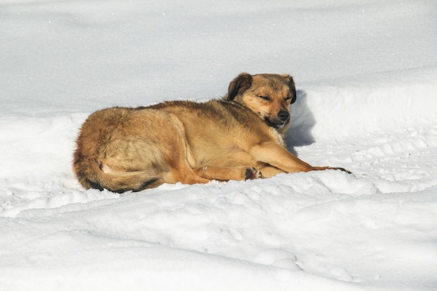 写真 通りの犬が雪の中で眠る