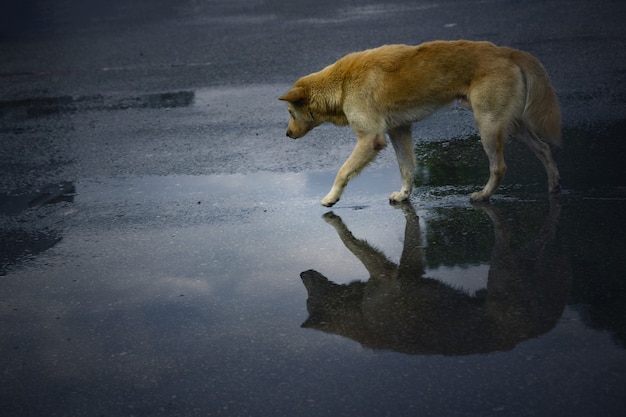 Street dog walking in rainy weather.