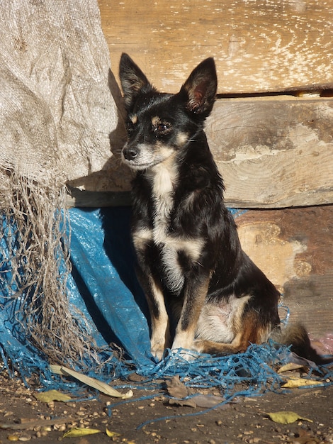 野犬が食べたい。ホームレスの犬は新しい家が必要です。ホームレスの赤ちゃんの迷子の子犬。街の通りにホームレスの犬。