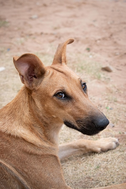 Street dog