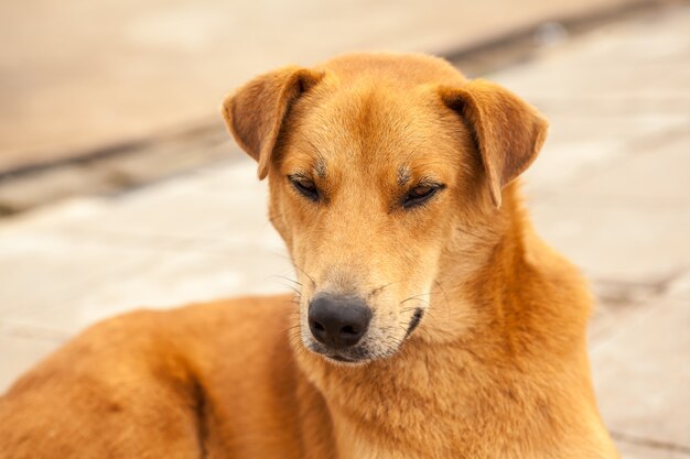 Foto cane di strada