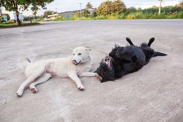 Street dogs