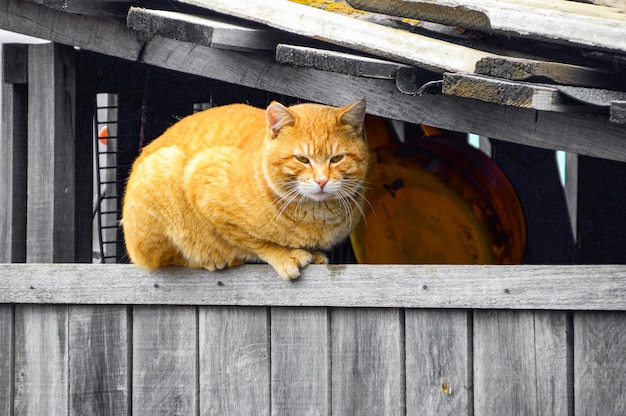 울타리에 누워 있는 거리의 뚱뚱한 빨간 고양이