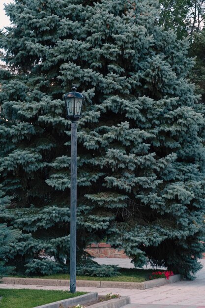 Street lamp background of a blue spruce