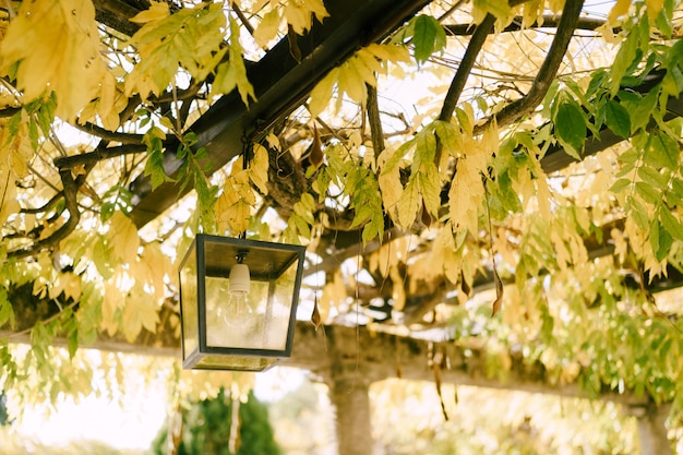 Street lamp hanging on an arch among yellow leaves.