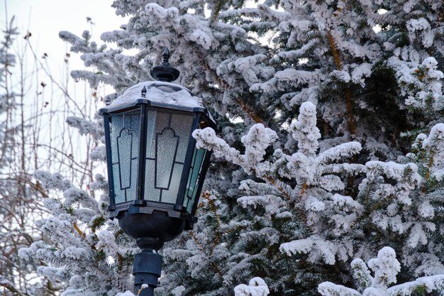 Street lamp in winter park among fir trees covered with snow