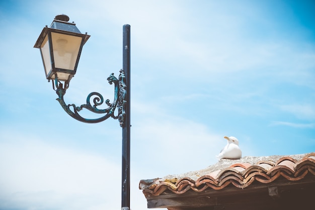 Street light and seagull