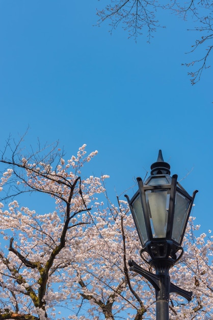 Street light with Cherry blossoms