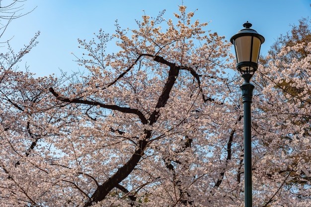 Street light with Cherry blossoms