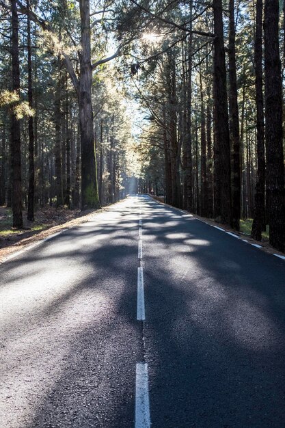 森の中の通り美しい木に満ちた森を通過する空っぽの静かな道路景色の自然の外で交通と移動の交通コンセプトはありません