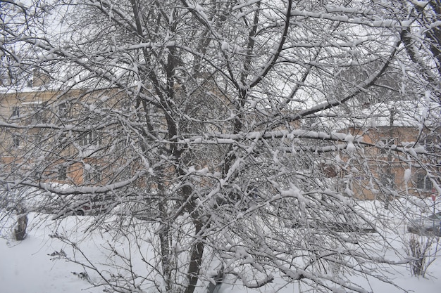 雪の中の通りと木々