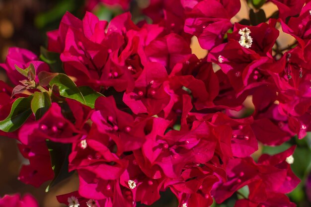 Street vase with dark pink flowers with a white center