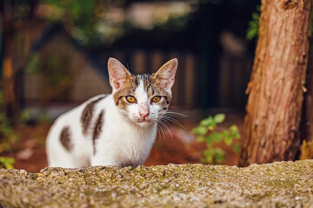 Улица белая кошка смотрит в камеру