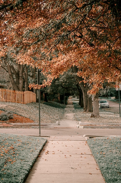 Фото Улица с дубом с красными, оранжевыми и желтыми листьями