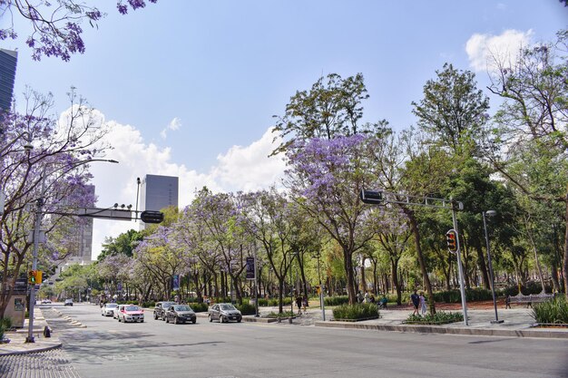 Photo a street with trees and a sign that says jacaranda