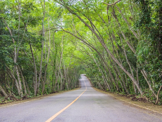 The street with tunnel trees.