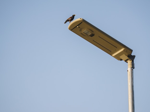 Streetlight and bird isolated on blue sky.