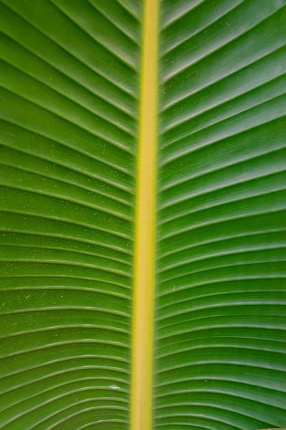 Strelitzia alba green leaf