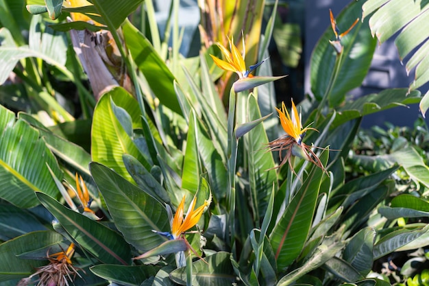 Photo strelitzia bird of paradise spring gardens with blooming flowers