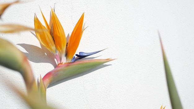 Strelitzia 새의 낙원 열대 크레인 꽃, 캘리포니아 미국. 오렌지 이국적인 꽃 꽃
