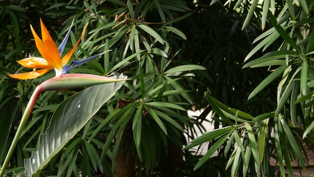 Foto strelitzia uccello del paradiso tropicale gru fiore california usa arancione esotico vivido fiore floreale giungla amazzonica atmosfera della foresta pluviale naturale lussureggiante fogliame alla moda pianta d'appartamento per il giardinaggio domestico