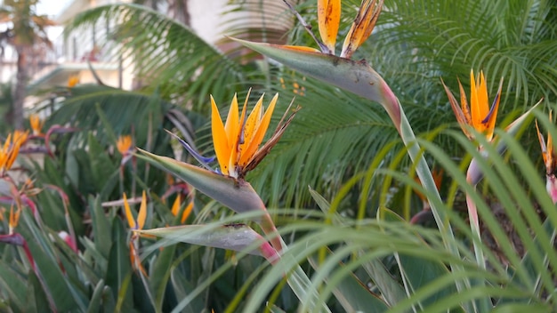 Стрелиция райская птица цветок тропического журавля, Калифорния, США. Оранжевый экзотический яркий цветочный цветок, атмосфера тропических лесов джунглей амазонки, естественная пышная листва, модное комнатное растение для домашнего садоводства